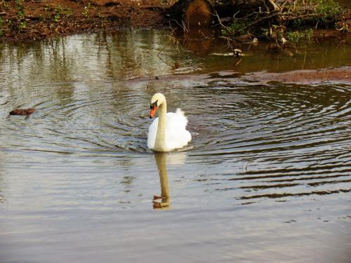 Swan-near-Firepool-Weir-6