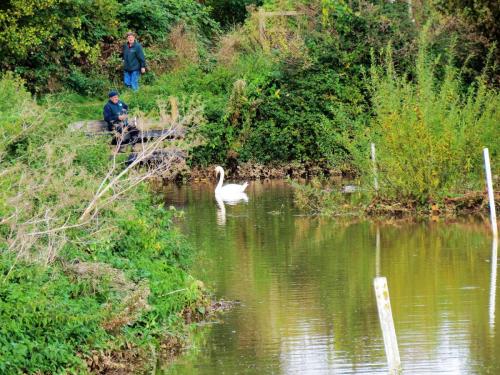 Swan-near-Firepool-Weir-7