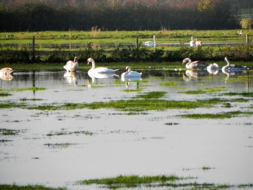 Swans-near-Knapp-Bridge-2