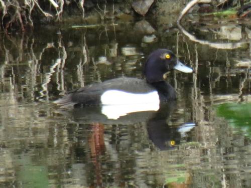 Tufted-Ducks-River-Barle-16