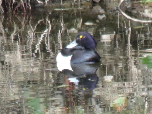 Tufted-Ducks-River-Barle-17