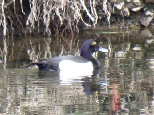 Tufted-Ducks-River-Barle-18