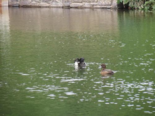 Tufted-Ducks-River-Barle