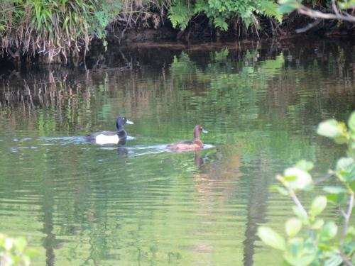 Tufted-ducks-River-Barle-1