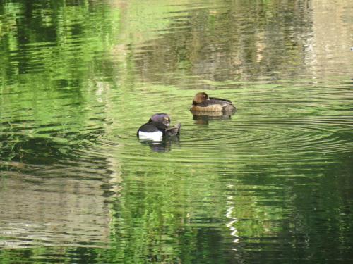 Tufted-ducks-River-Barle-10
