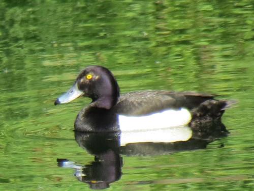 Tufted-ducks-River-Barle-13