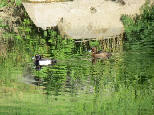 Tufted-ducks-River-Barle-14
