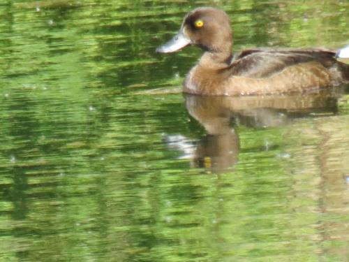 Tufted-ducks-River-Barle-15