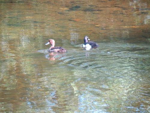 Tufted-ducks-River-Barle-19