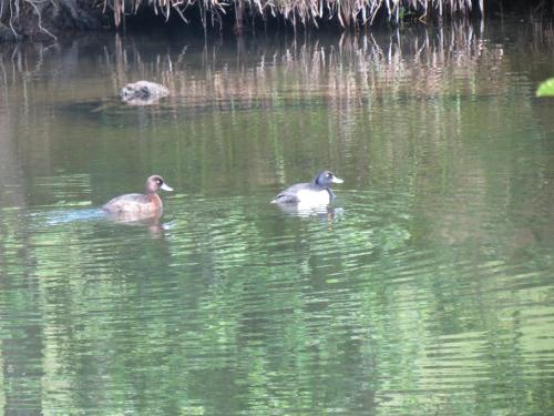 Tufted-ducks-River-Barle-2