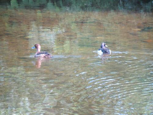 Tufted-ducks-River-Barle-20