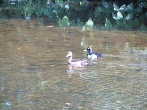 Tufted-ducks-River-Barle-21