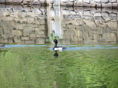 Tufted-ducks-River-Barle-3