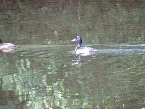 Tufted-ducks-River-Barle-4