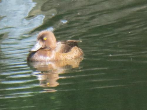 Tufted-ducks-River-Barle-6