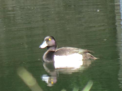 Tufted-ducks-River-Barle-7