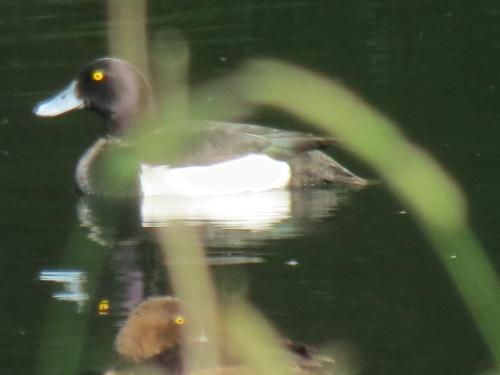 Tufted-ducks-River-Barle-9