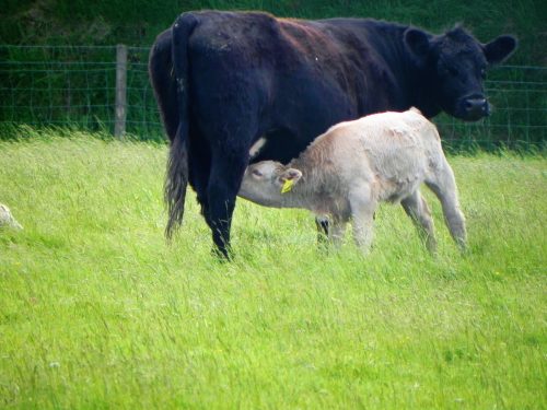 West-Lyn-Nature-Cows-20