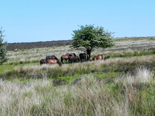 West-Lyn-Nature-Exmoor-Ponies-2