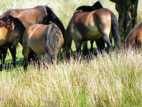 West-Lyn-Nature-Exmoor-Ponies-5