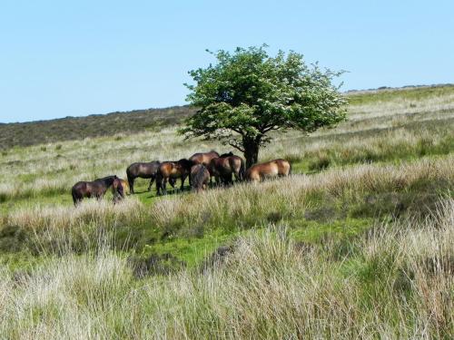 West-Lyn-Nature-Exmoor-Ponies-6