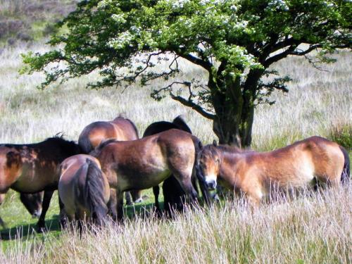 West-Lyn-Nature-Exmoor-Ponies-7