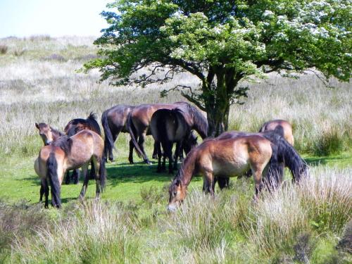 West-Lyn-Nature-Exmoor-Ponies-8