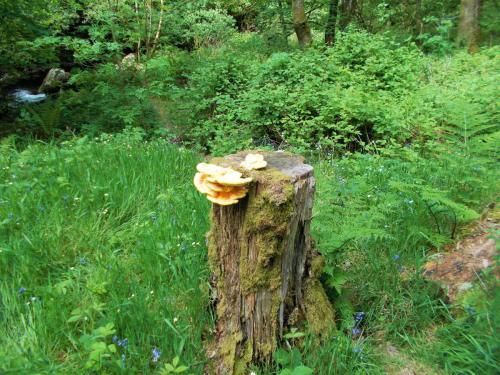 West-Lyn-Nature-Funghi-3