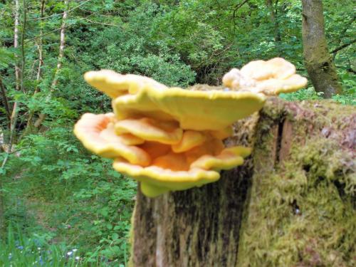 West-Lyn-Nature-Funghi-4