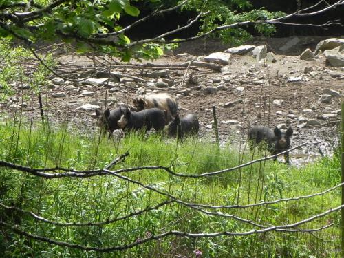 West-Lyn-Nature-Pigs-1