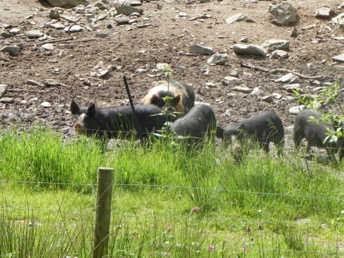West-Lyn-Nature-Pigs-3