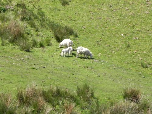 West-Lyn-Nature-Sheep-1