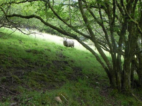 West-Lyn-Nature-Sheep-2