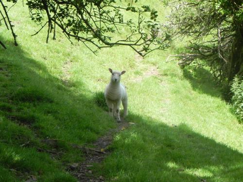 West-Lyn-Nature-Sheep-5