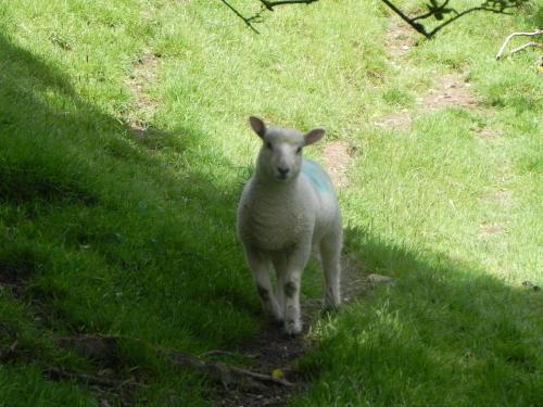 West-Lyn-Nature-Sheep-6