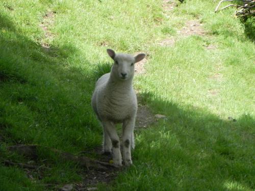 West-Lyn-Nature-Sheep-7