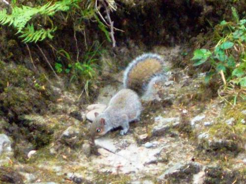 West-Lyn-Nature-Squirrels-12