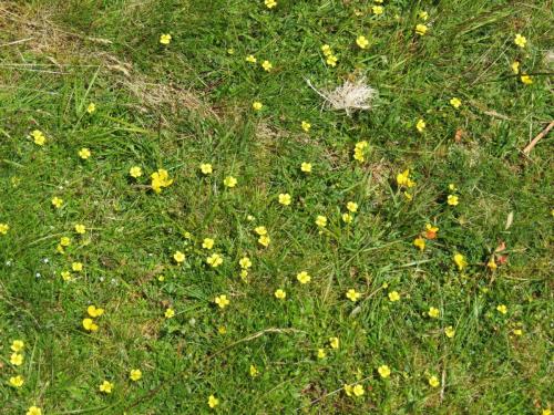 Wild-Flowers-River-Exe-12