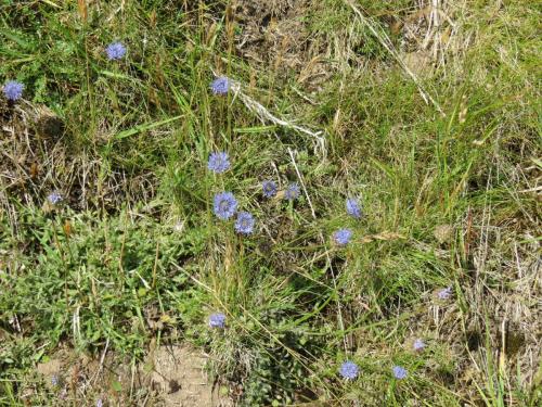 Wild-Flowers-River-Exe-14