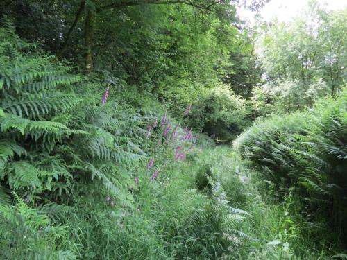 Wild-Flowers-River-Exe-15