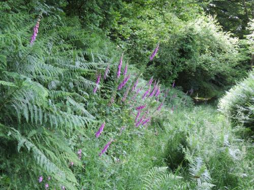 Wild-Flowers-River-Exe-16