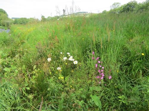 Wild-flowers-River-Exe-2