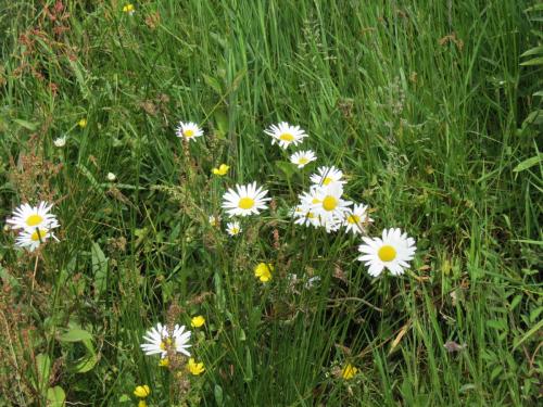 Wild-flowers-River-Exe-3