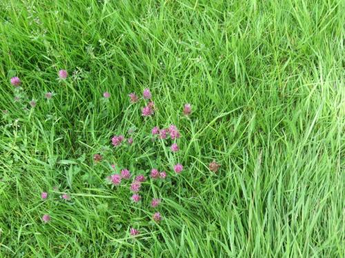 Wild-flowers-River-Exe-4