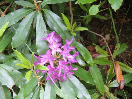 Wild-flowers-River-Exe-6