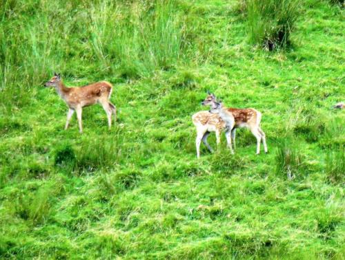 Young-Red-Deer-Long-Chains-Combe-2