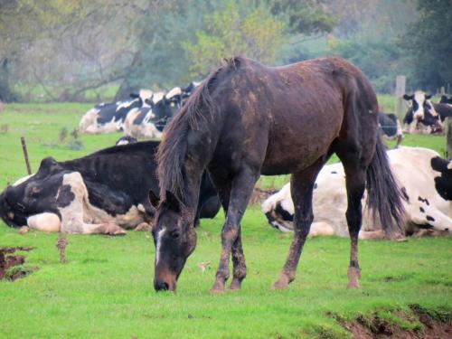 Young-horses-near-Trefusis-Farm-6