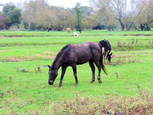 Young-horses-near-Trefusis-Farm-7