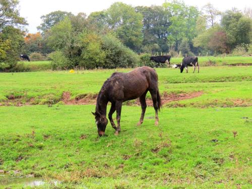 Young-horses-near-Trefusis-Farm-8